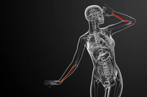 3d Gjøre medisinsk illustrasjon av radius ben – stockfoto