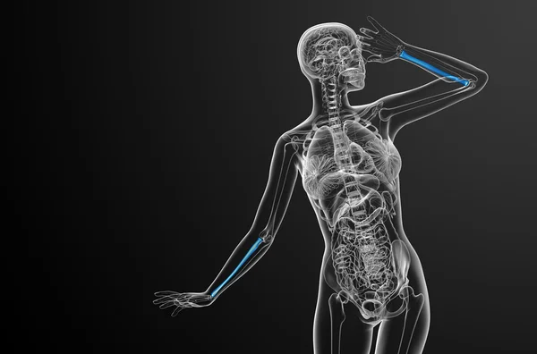 3d render medical illustration of the radius bone — Stock Photo, Image