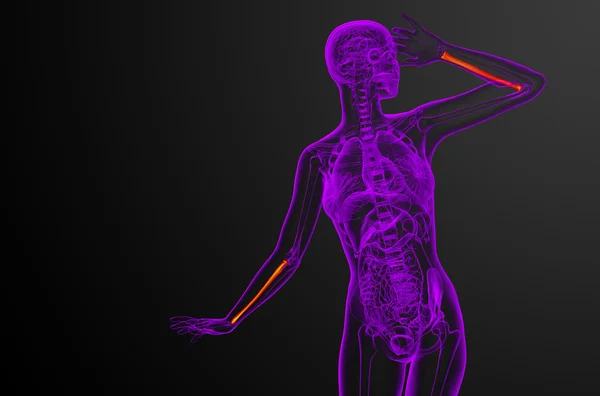 3d rendere illustrazione medica del radio osso — Foto Stock