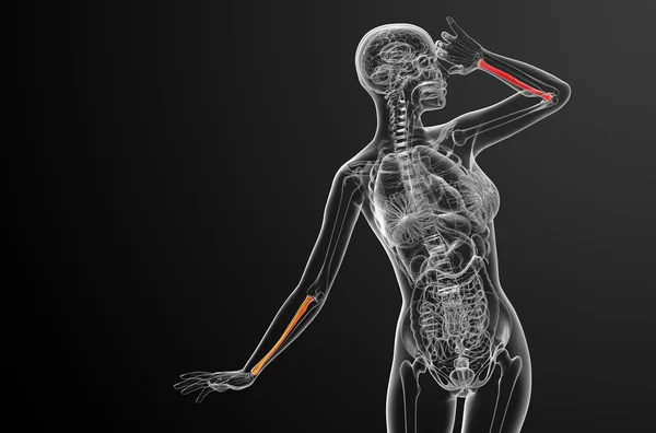 3d render medical illustration of the radius bone — Stock Photo, Image