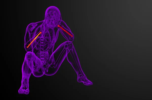 3D göra medicinsk illustration av radien ben — Stockfoto