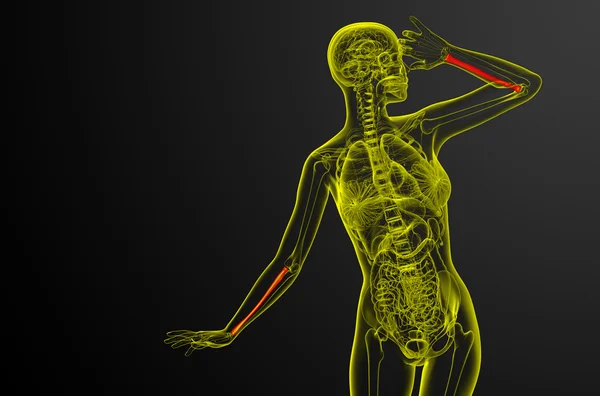 3D render ilustracja kości promieniowej — Zdjęcie stockowe