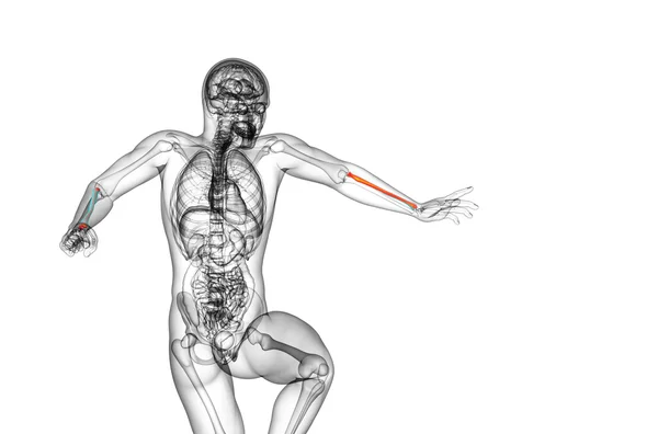 3d render medical illustration of the radius bone — Stock Photo, Image