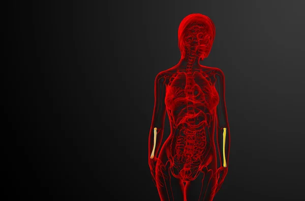 3D-Darstellung medizinischer Darstellung des Radiusknochens — Stockfoto