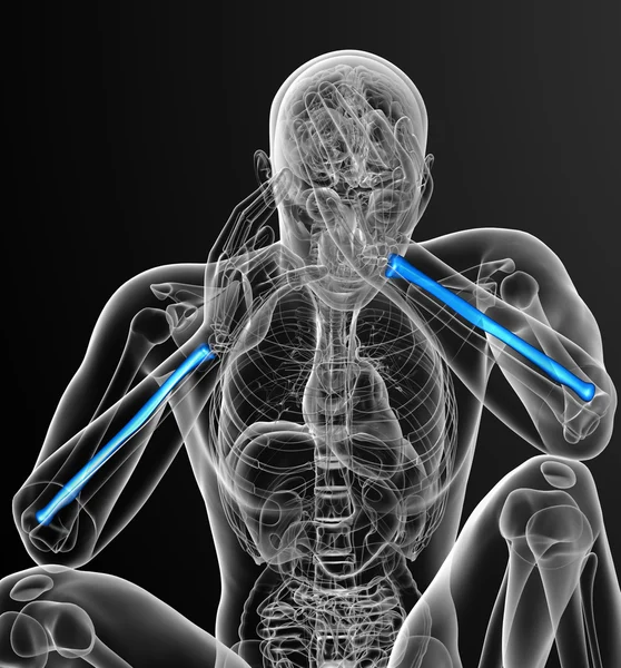 3D рендеринг медицинской иллюстрации лучевой кости — стоковое фото