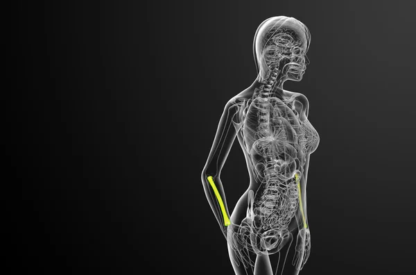 3D göra medicinsk illustration av radien ben — Stockfoto