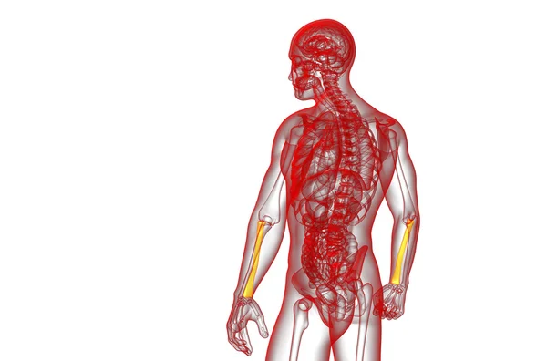 3d tornar ilustração médica do osso do rádio — Fotografia de Stock