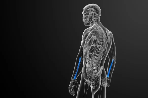 3D göra medicinsk illustration av radien ben — Stockfoto