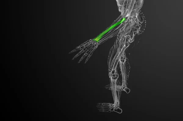 Radius kemik 3D render tıbbi çizimi — Stok fotoğraf