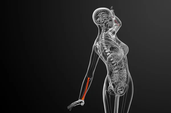 3d візуалізація медичної ілюстрації кістки радіуса — стокове фото