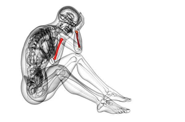 3D рендеринг медицинской иллюстрации лучевой кости — стоковое фото
