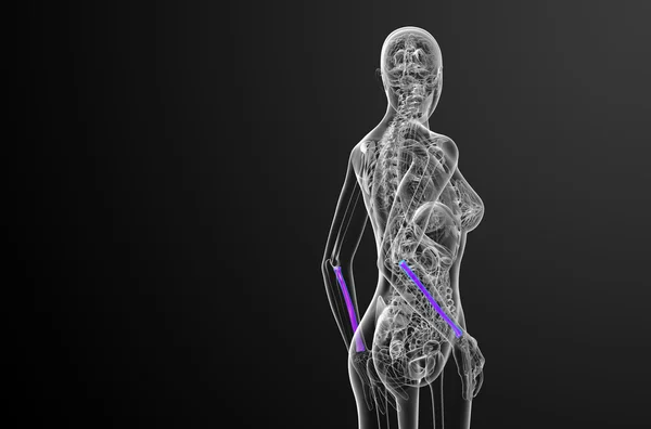 3d 渲染医学插图的桡骨骨 — 图库照片