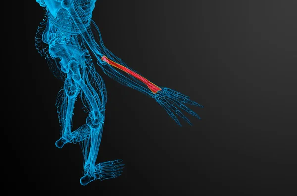 3D göra medicinsk illustration av radien ben — Stockfoto