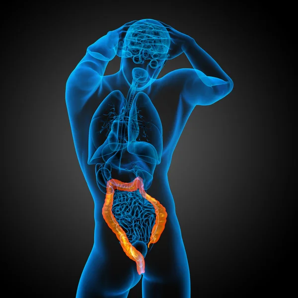 Apparato digerente umano intestino crasso — Foto Stock