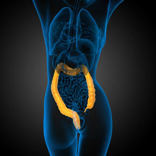 Sistema digestivo humano intestino grosso — Fotografia de Stock