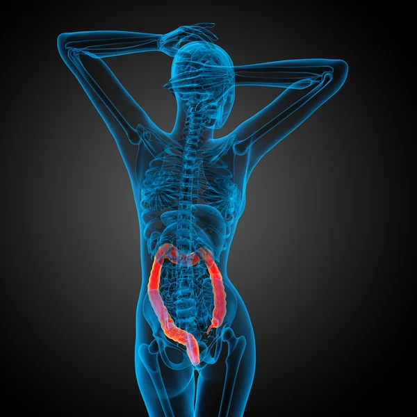 Insan sindirim sistemi kalın bağırsak — Stok fotoğraf