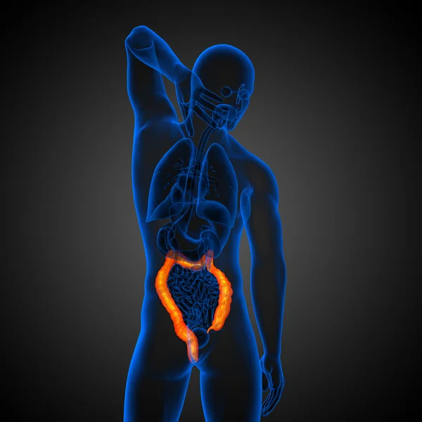 Толстая кишка пищеварительной системы человека — стоковое фото