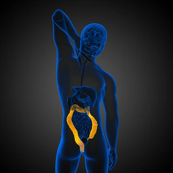 Sistema digestivo humano intestino grueso —  Fotos de Stock