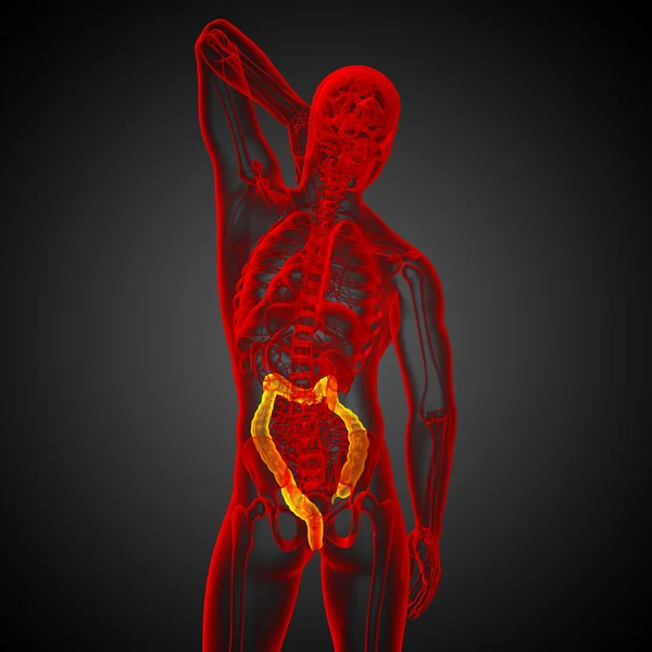 Human digestive system large intestine — Stock Photo, Image