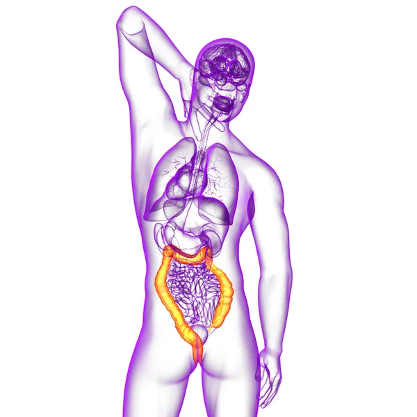 人間の消化器系の大きい腸 — ストック写真