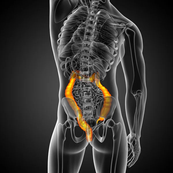 Apparato digerente umano intestino crasso — Foto Stock