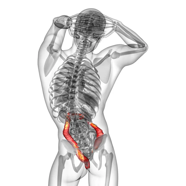 Sistema digestivo humano intestino grueso — Foto de Stock