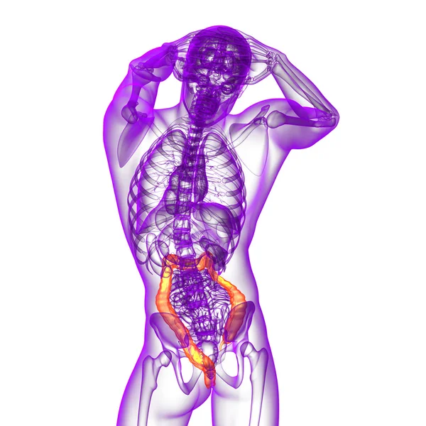 Sistema digestivo humano intestino grueso — Foto de Stock