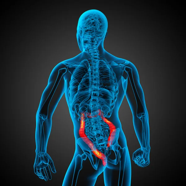 Sistema digestivo humano intestino grosso — Fotografia de Stock