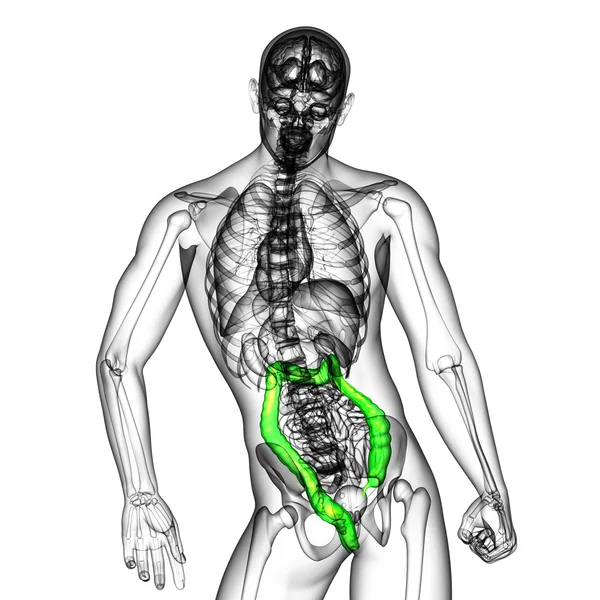 Sistema digestivo humano intestino grueso —  Fotos de Stock