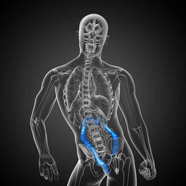 Menselijke spijsverteringsstelsel dikke darm — Stockfoto