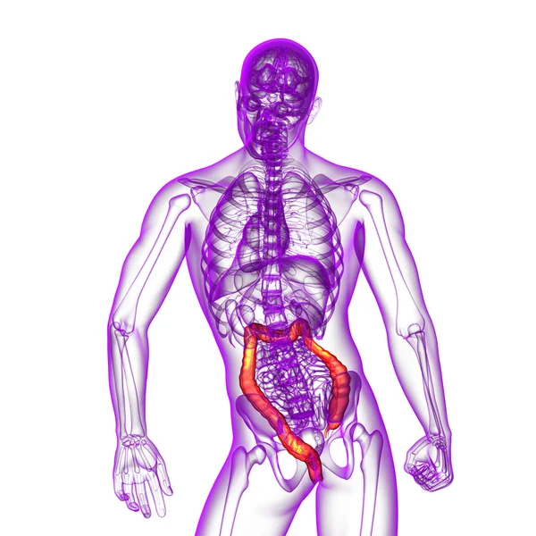 Sistema digestivo humano intestino grueso — Foto de Stock