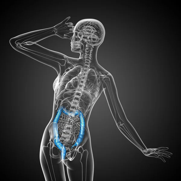人体消化系统大肠 — 图库照片