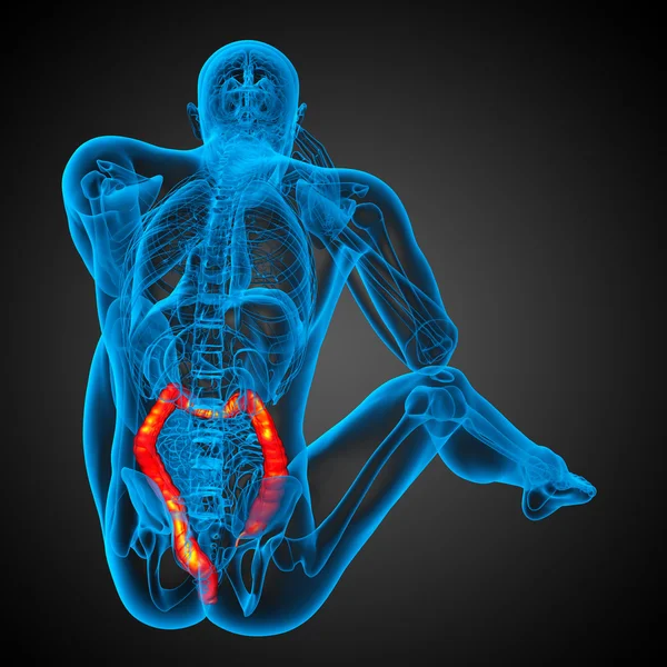 Menselijke spijsverteringsstelsel dikke darm — Stockfoto