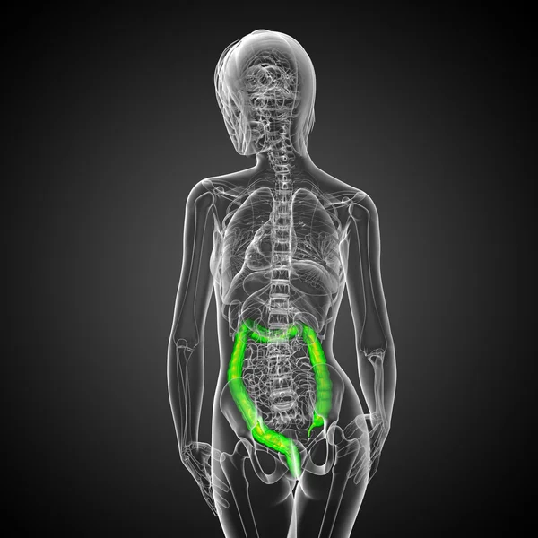 Sistema digestivo humano intestino grueso —  Fotos de Stock