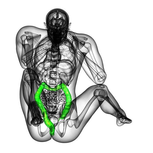 Menselijke spijsverteringsstelsel dikke darm — Stockfoto