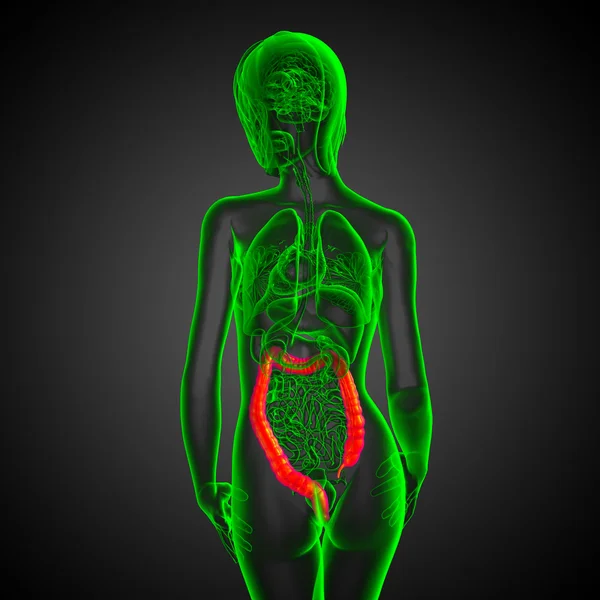 Apparato digerente umano intestino crasso — Foto Stock