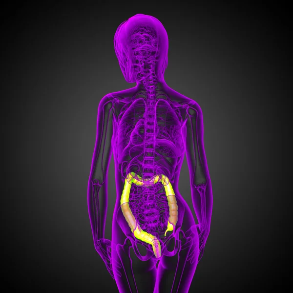 Système digestif humain gros intestin — Photo