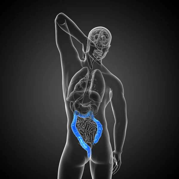 Толстая кишка пищеварительной системы человека — стоковое фото