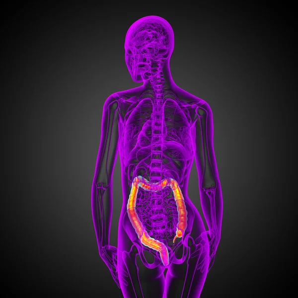 人間の消化器系の大きい腸 — ストック写真