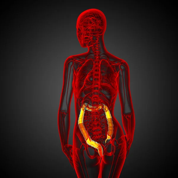 Sistema digestivo humano intestino grueso — Foto de Stock