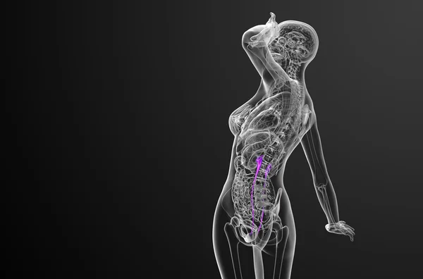 3D καθιστούν ιατρική απεικόνιση του ουρητήρα — Φωτογραφία Αρχείου