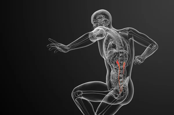 Üreter 3D render tıbbi çizimi — Stok fotoğraf