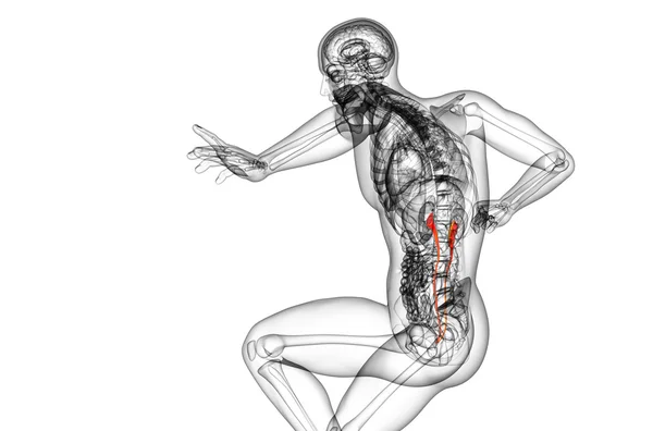 3D vykreslení lékařské ilustrace močovodu — Stock fotografie