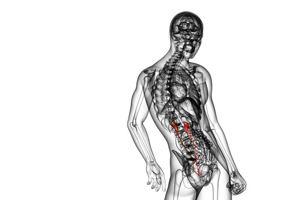 3D göra medicinsk illustration av urinledaren — Stockfoto