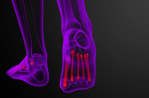 3D render Medikal illüstrasyon metatarsal kemik — Stok fotoğraf