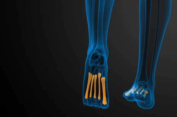 3d hacer ilustración médica de los huesos metatarsianos — Foto de Stock