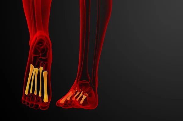 3D göra medicinsk illustration av metatarsal ben — Stockfoto