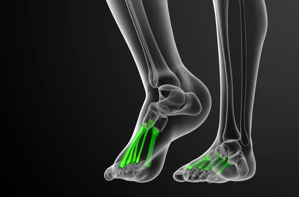 3D göra medicinsk illustration av metatarsal ben — Stockfoto