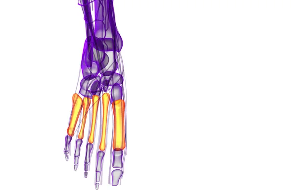 3d render medical illustration of the metatarsal bones — Stock Photo, Image