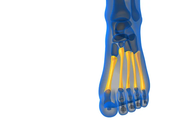 3d render medical illustration of the metatarsal bones — Stock Photo, Image